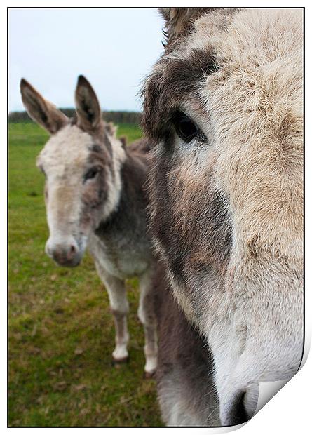 Donkeys Print by claire lukehurst