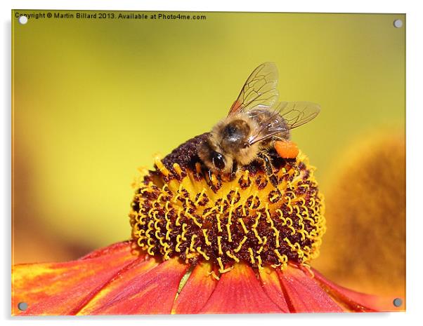 Bee Acrylic by Martin Billard
