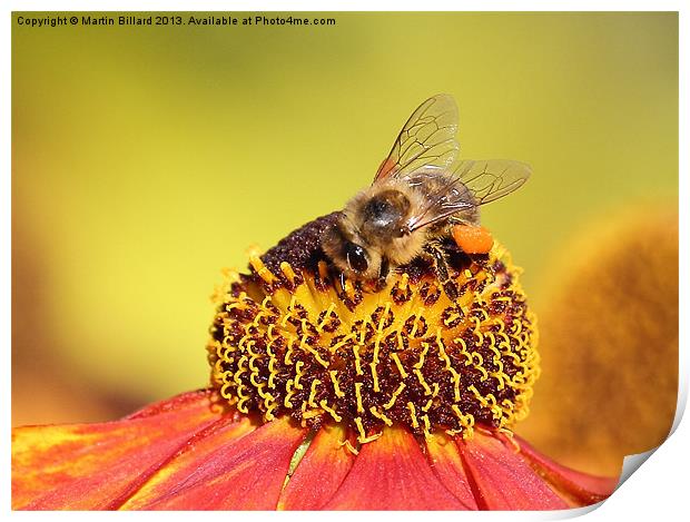 Bee Print by Martin Billard