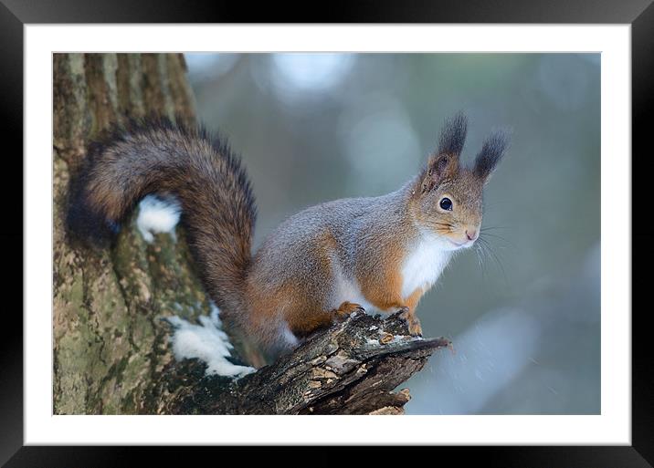 Red squirrel posing Framed Mounted Print by Sergey Golotvin