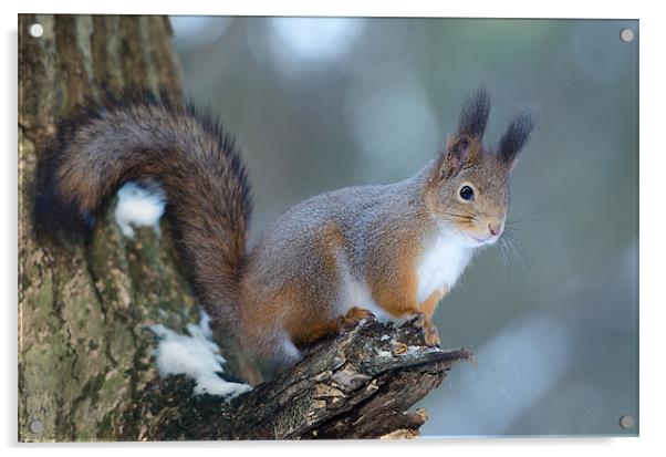 Red squirrel posing Acrylic by Sergey Golotvin