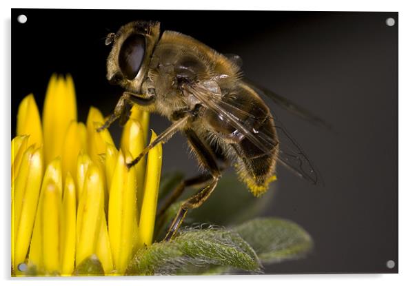 Feeding Bee Acrylic by Oliver Porter