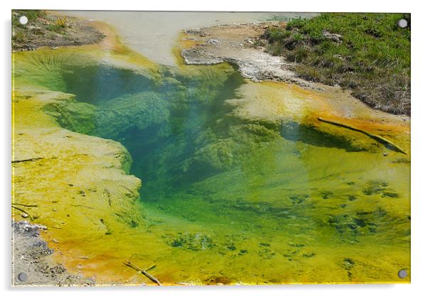 Beautiful hot Pool, Yellowstone Acrylic by Claudio Del Luongo