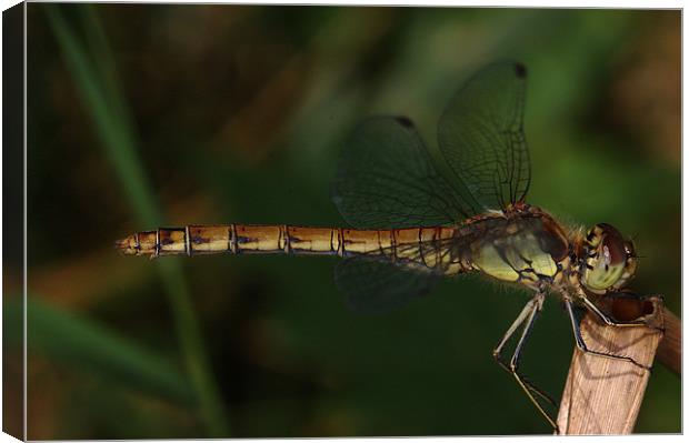 Resting Dragonfly Canvas Print by Oliver Porter