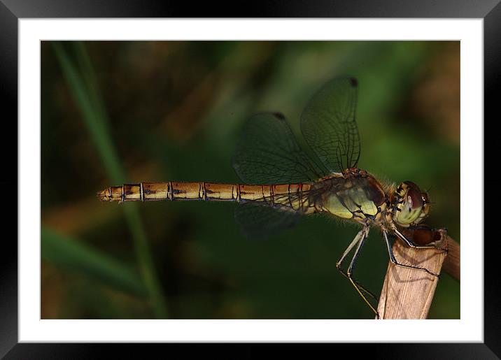 Resting Dragonfly Framed Mounted Print by Oliver Porter