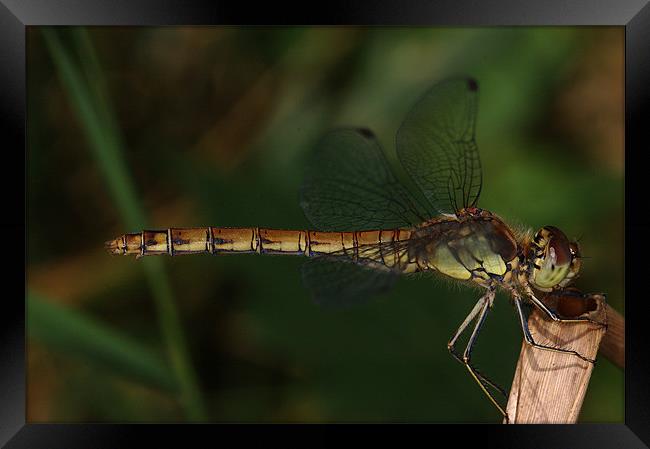 Resting Dragonfly Framed Print by Oliver Porter