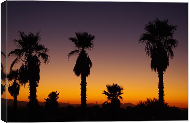 Arizona sunset with palms Canvas Print by Claudio Del Luongo