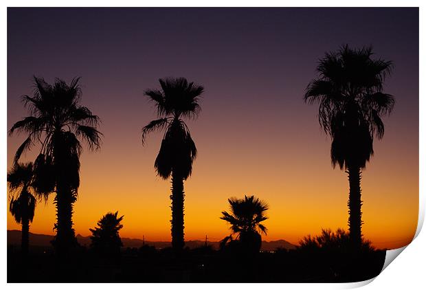 Arizona sunset with palms Print by Claudio Del Luongo