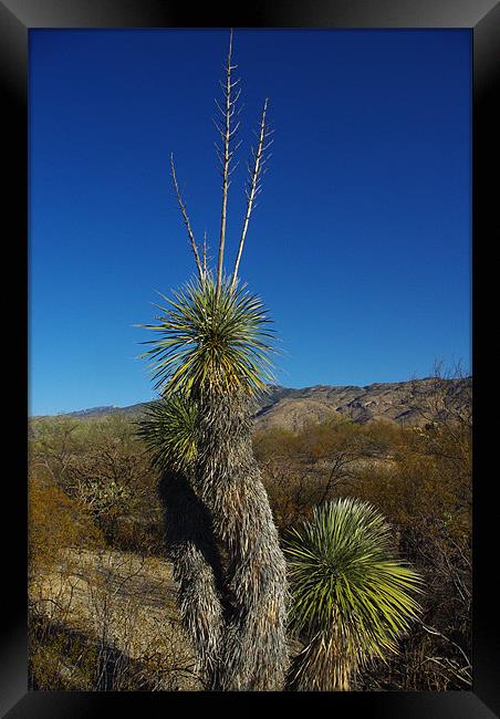Beautiful plant and blue, sky,, Arizona Framed Print by Claudio Del Luongo