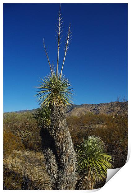 Beautiful plant and blue, sky,, Arizona Print by Claudio Del Luongo