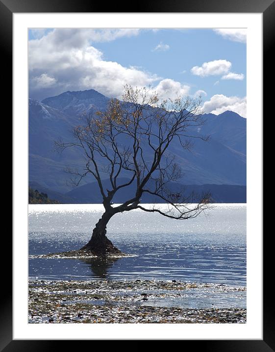 Solitary Tree Framed Mounted Print by Paula Guy