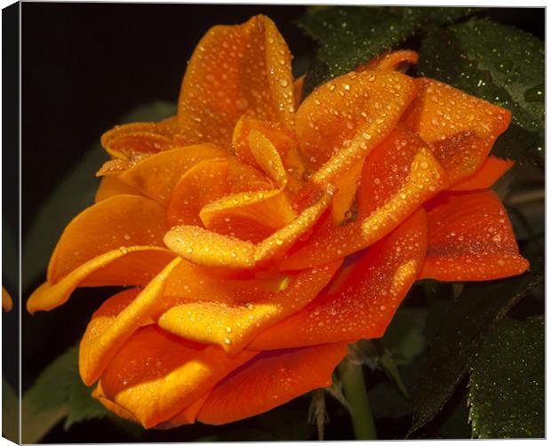 Orange Rose Canvas Print by Clive Eariss