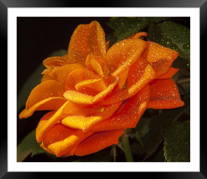 Orange Rose Framed Mounted Print by Clive Eariss