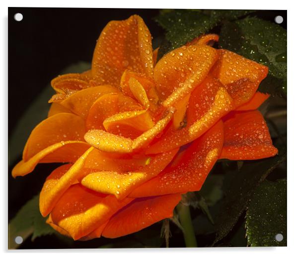 Orange Rose Acrylic by Clive Eariss