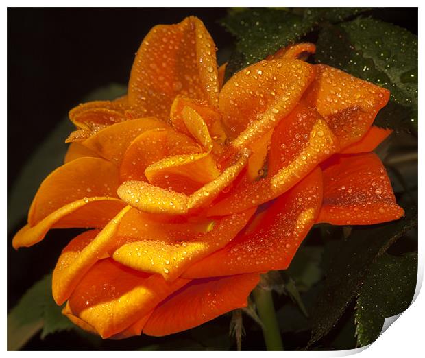 Orange Rose Print by Clive Eariss