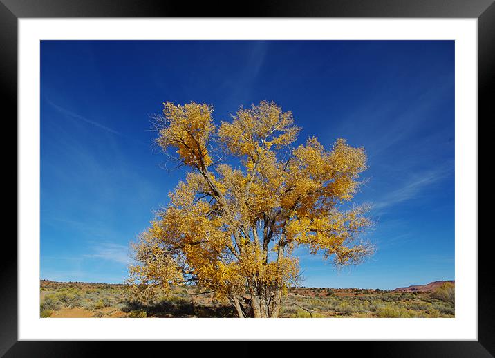 Lonely tree near Harris Wash, Utah Framed Mounted Print by Claudio Del Luongo