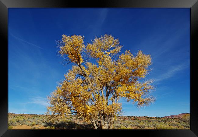 Lonely tree near Harris Wash, Utah Framed Print by Claudio Del Luongo