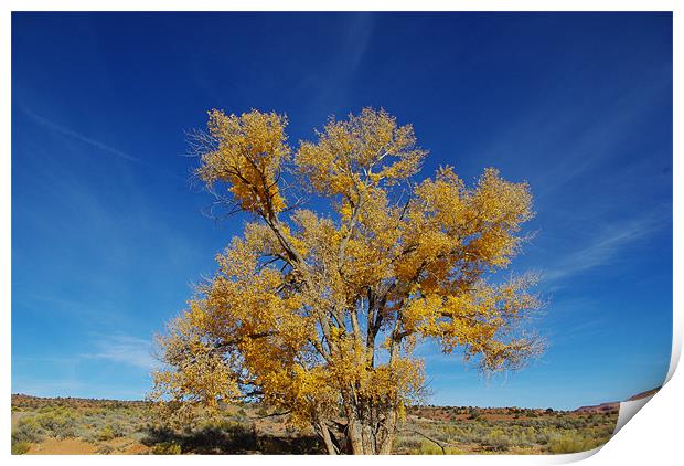 Lonely tree near Harris Wash, Utah Print by Claudio Del Luongo