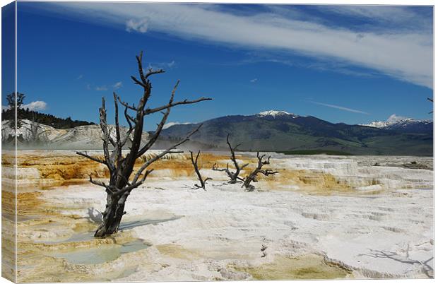 Dry trees on Mammoth Terraces, Yellowstone Canvas Print by Claudio Del Luongo