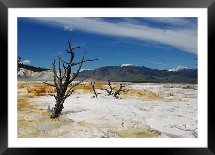 Dry trees on Mammoth Terraces, Yellowstone Framed Mounted Print by Claudio Del Luongo