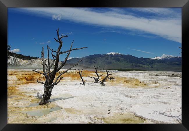 Dry trees on Mammoth Terraces, Yellowstone Framed Print by Claudio Del Luongo