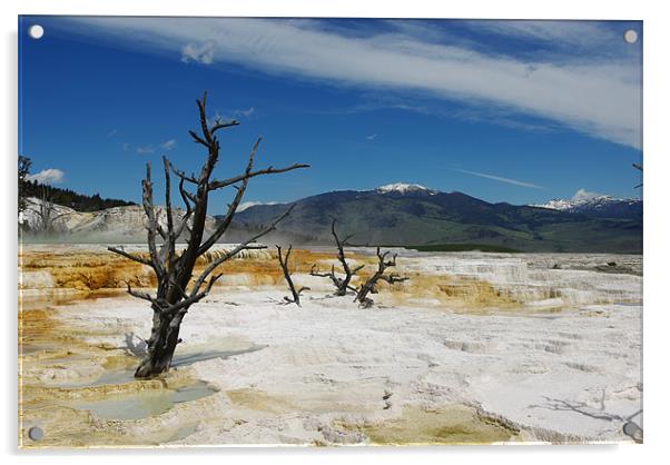 Dry trees on Mammoth Terraces, Yellowstone Acrylic by Claudio Del Luongo