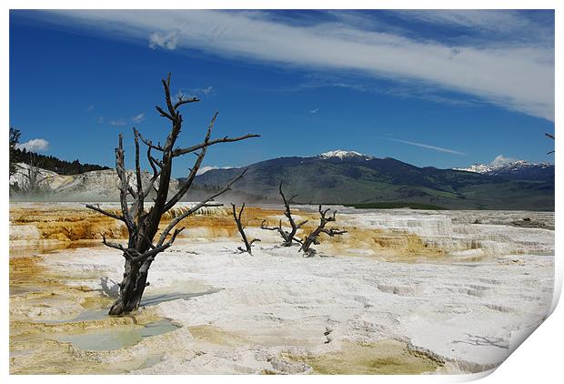 Dry trees on Mammoth Terraces, Yellowstone Print by Claudio Del Luongo