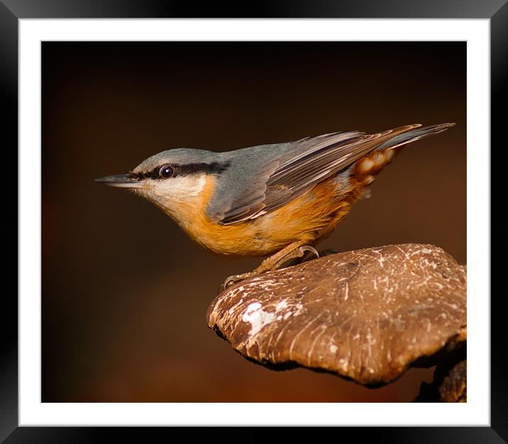 Nuthatch Framed Mounted Print by John Dickson