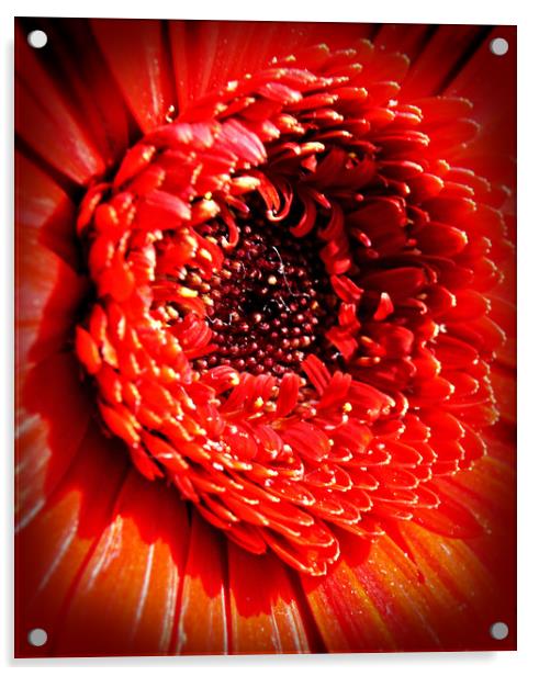 The Heart Of Flowering Gerberas Acrylic by Karl Butler