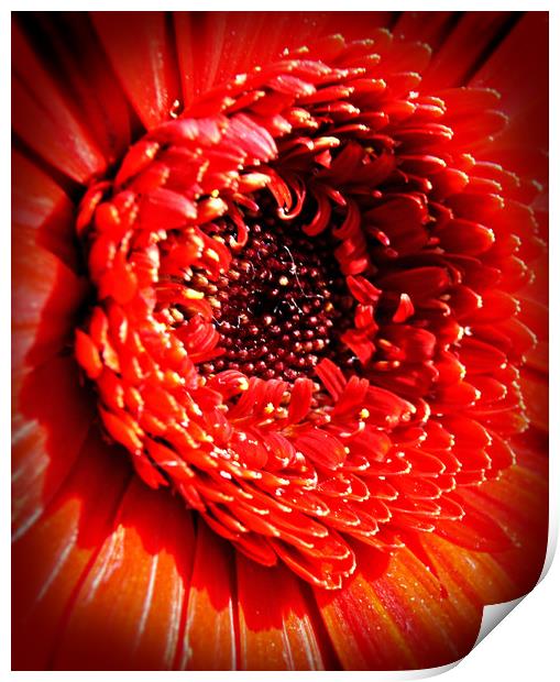 The Heart Of Flowering Gerberas Print by Karl Butler