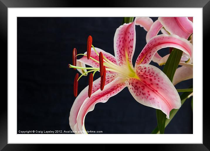 oriental lily Framed Mounted Print by Craig Lapsley