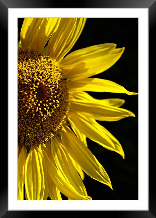 A ray of sunshine Framed Mounted Print by Karl Butler