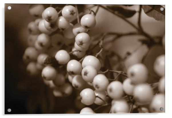 White Berries Acrylic by Karl Butler