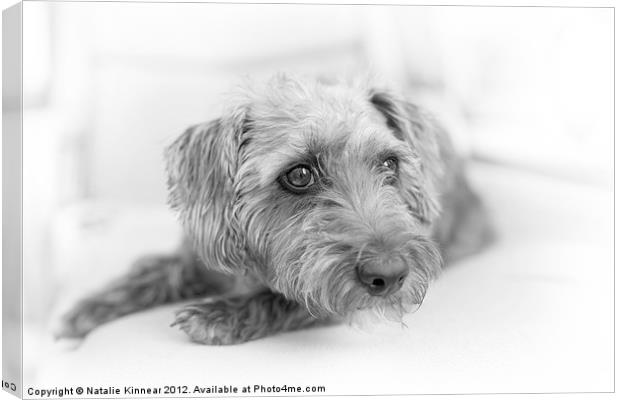 Cute Pup on Watch Canvas Print by Natalie Kinnear