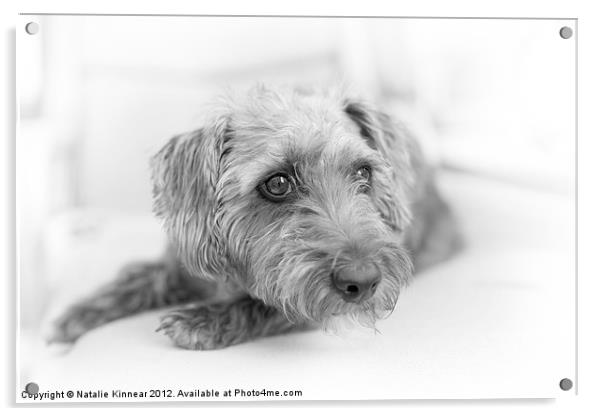 Cute Pup on Watch Acrylic by Natalie Kinnear