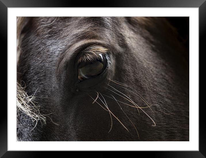 Eye See Framed Mounted Print by kelvin ryan