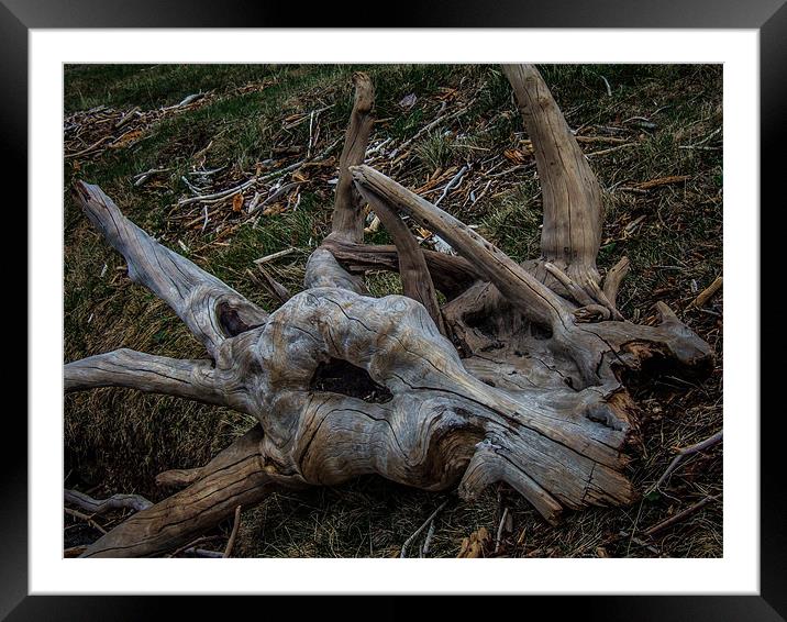 Dead Wood Framed Mounted Print by Adrian Thurm