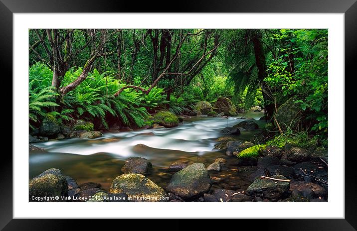 Entanglement Framed Mounted Print by Mark Lucey