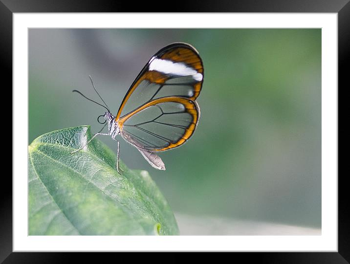 Glasswinged Butterfly Framed Mounted Print by Junwei Chu