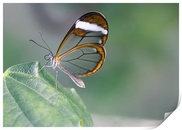 Glasswinged Butterfly Print by Junwei Chu