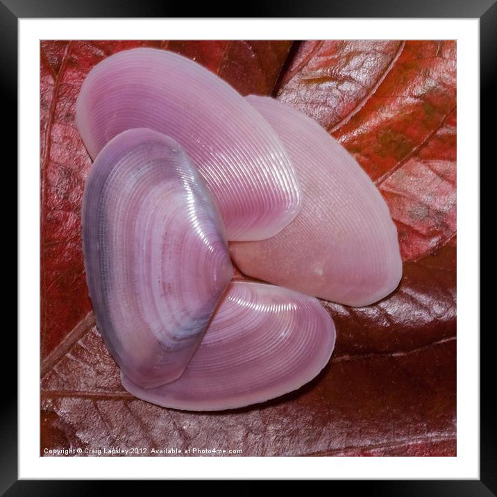 pink clam shells Framed Mounted Print by Craig Lapsley