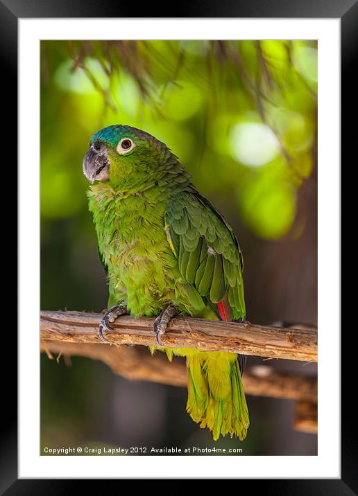 Blue naped parrot Framed Mounted Print by Craig Lapsley