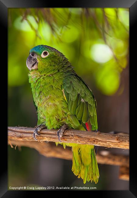 Blue naped parrot Framed Print by Craig Lapsley
