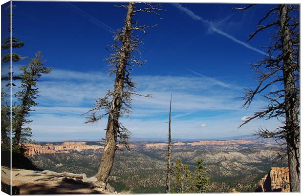 Trees over Bryce, Utah Canvas Print by Claudio Del Luongo