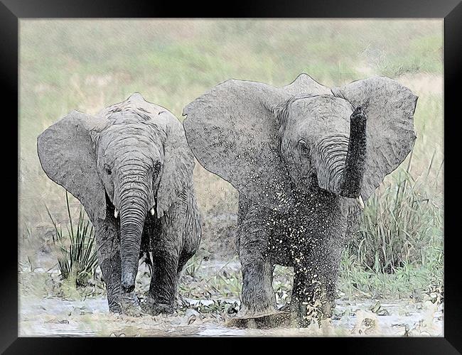 Elephants making a splash Framed Print by Keith Furness