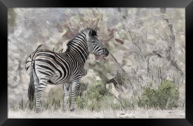 Zebra In The Wild Framed Print by Keith Furness