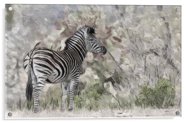 Zebra In The Wild Acrylic by Keith Furness