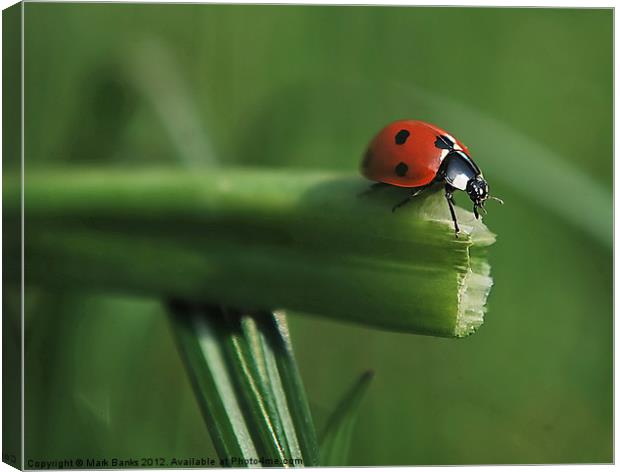 Ladybird Decision Time Canvas Print by Mark  F Banks