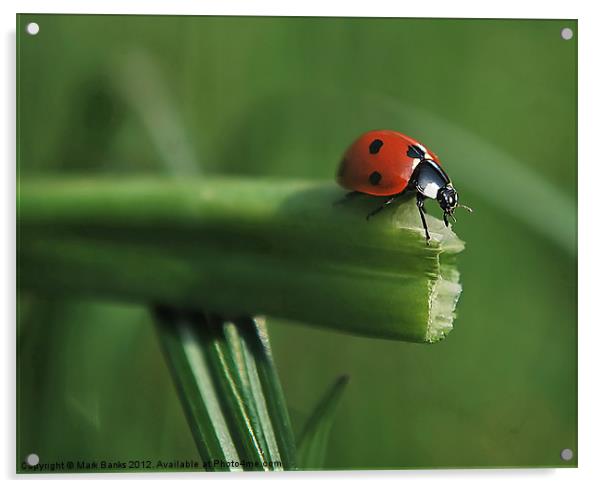 Ladybird Decision Time Acrylic by Mark  F Banks
