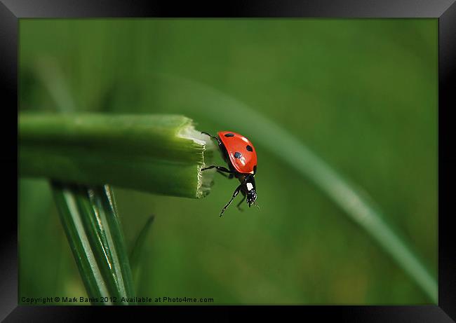 Leap of Faith Framed Print by Mark  F Banks